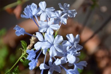 À l’arrivée du printemps, la cure détox est au corps ce que le grand nettoyage est à la maison