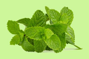 Menthe Verte – Mentha spicata