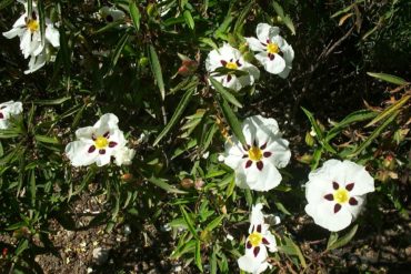 BOIS DE ROSE – aniba rosaeodora