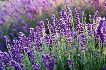 Lavande Aspic – lavandula latifolia spica