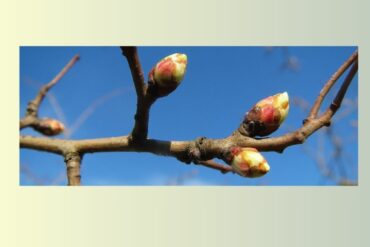 AULNE GLUTINEUX – Alnus Glutinosa