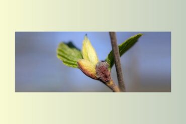 AUBÉPINE – Crataegus Oxyacantha