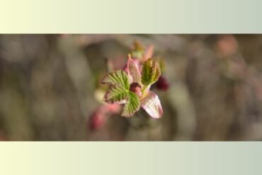 GENÉVRIER – Juniperus Communis surc.rec.