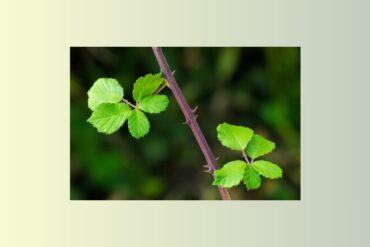 VIORNE – Viburnum Lantana