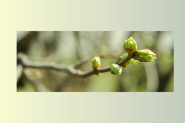 GENÉVRIER – Juniperus Communis surc.rec.