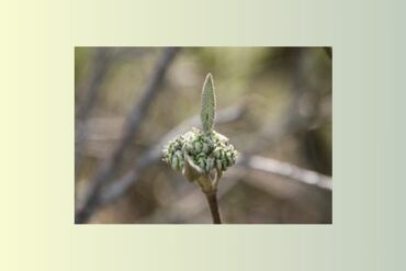 Basilic Exotique – ocimum basilicum