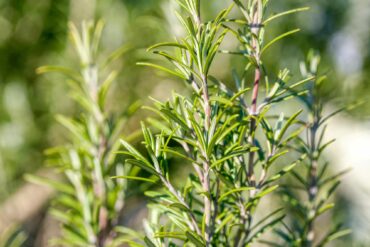 Tea Tree – melaleuca alternifolia